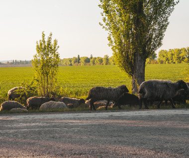 Animals released by Ukrainian farmers roam the bombed fields