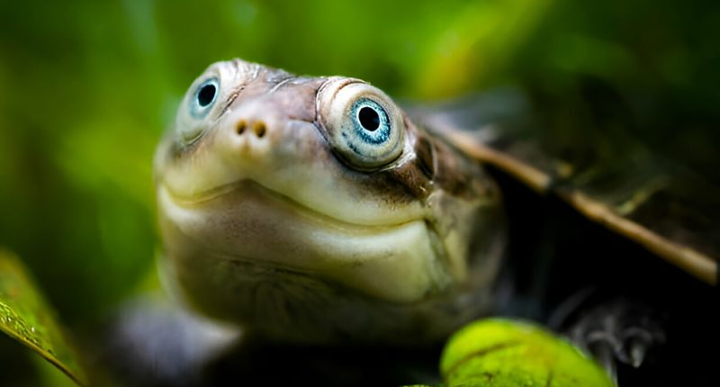 The Complete Care Guide for African Sideneck Turtles